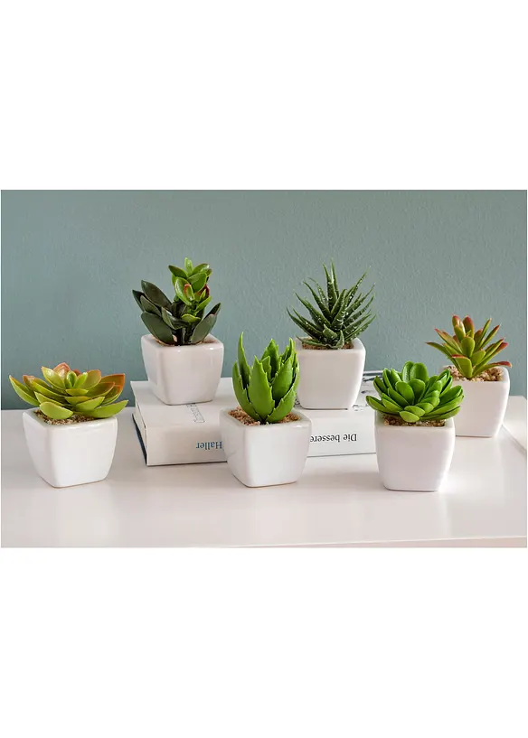 Konstblommor "Suckulenter" (6-delat set), bonprix