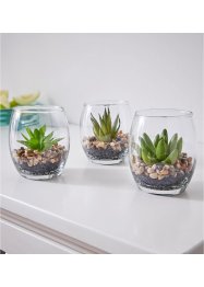 Konstväxt suckulent i glas (3-delat set), bpc living bonprix collection
