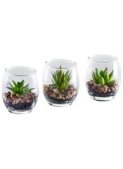 Konstväxt suckulent i glas (3-delat set), bpc living bonprix collection