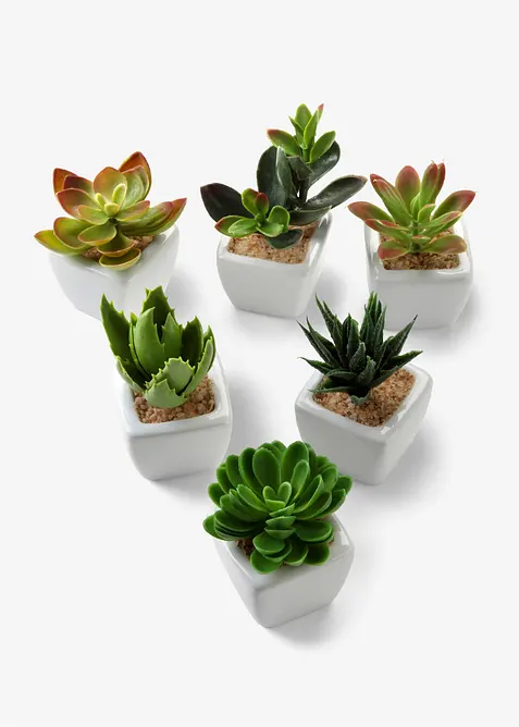Konstblommor "Suckulenter" (6-delat set), bonprix